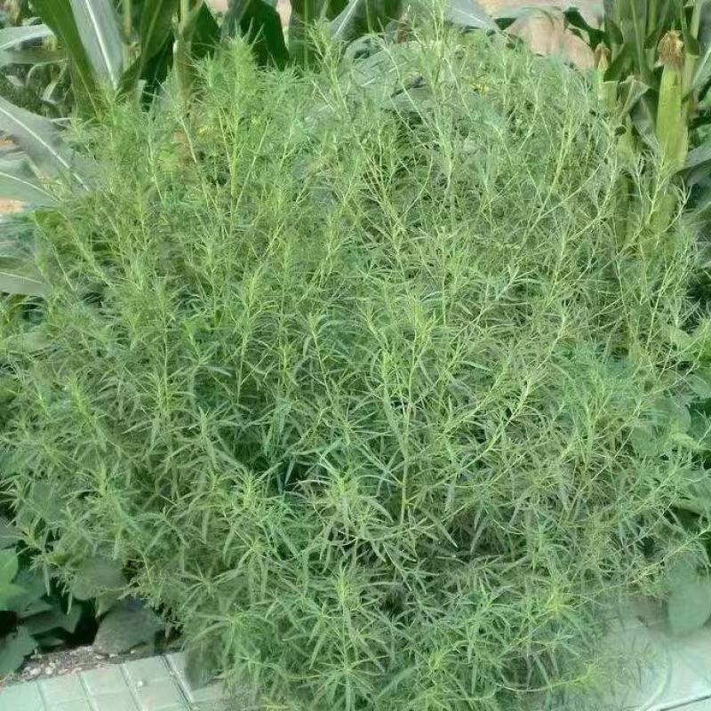 地肤种子红地肤绿地肤种子扫帚苗景观花海庭院