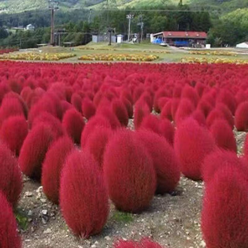 地肤种子红地肤绿地肤种子扫帚苗景观花海庭院