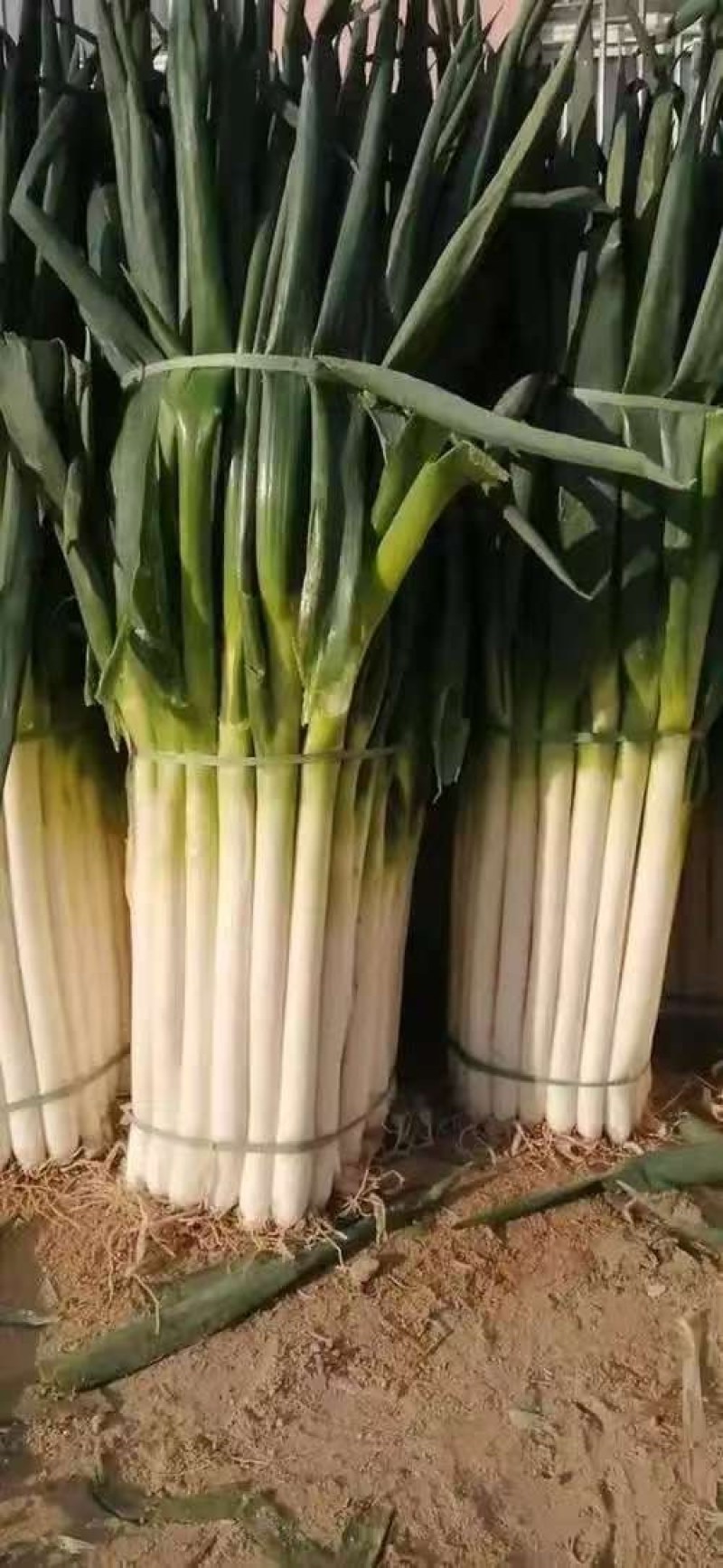 河北精品长白大葱，大量现货，保质保量毛葱净葱全国供应