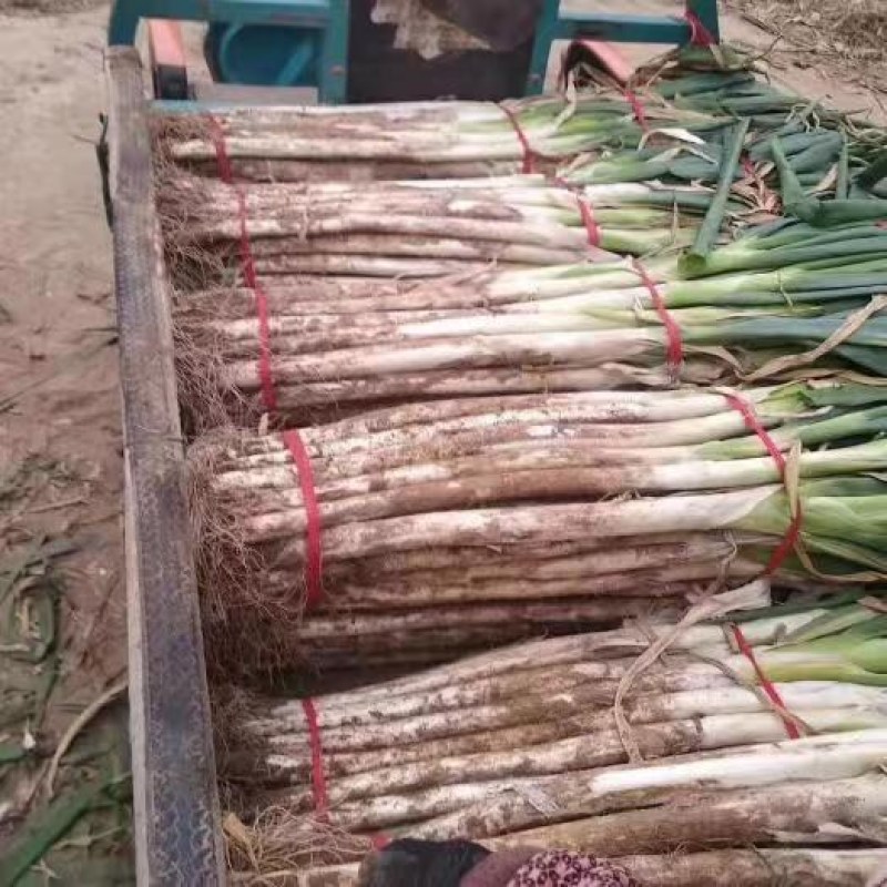 河北精品长白大葱，大量现货，保质保量毛葱净葱全国供应
