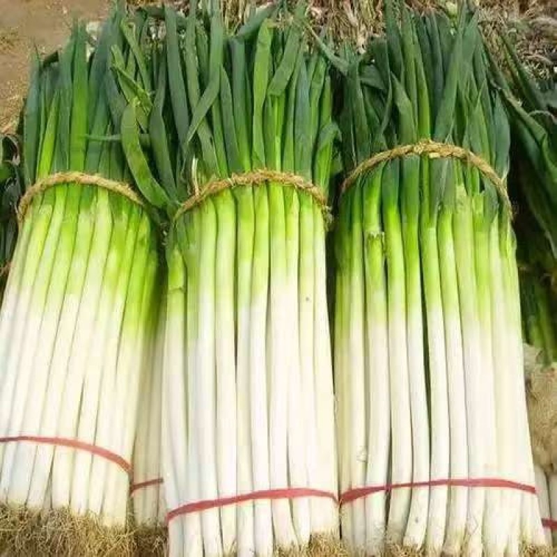 河北精品长白大葱，大量现货，保质保量毛葱净葱全国供应
