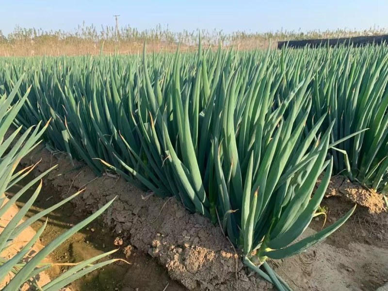 河北精品长白大葱，大量现货，保质保量毛葱净葱全国供应