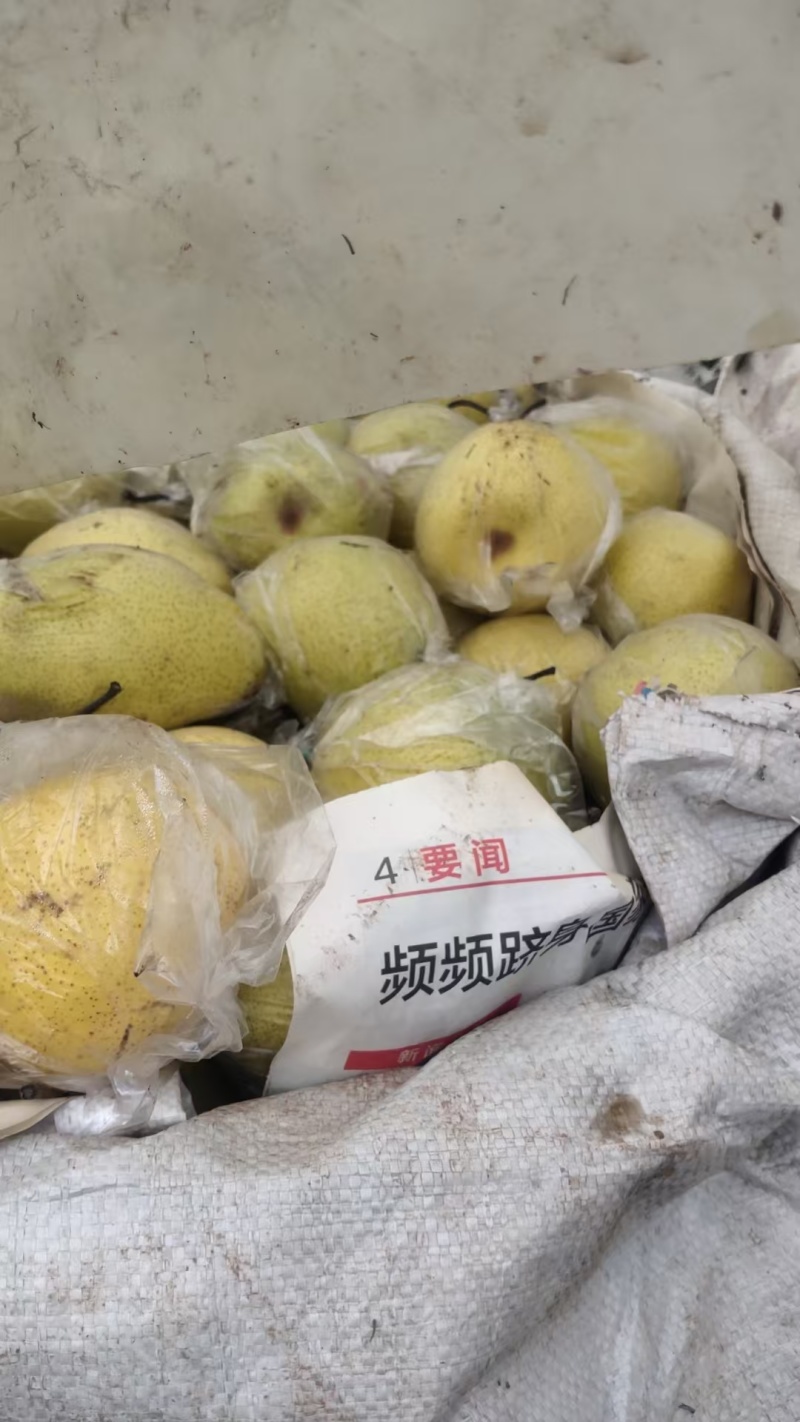 雪花梨，产地直供保质保量量大从优欢迎看货
