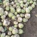 芥菜头\现挖现卖\山西吕梁文水县大量上市\对接全国采购商