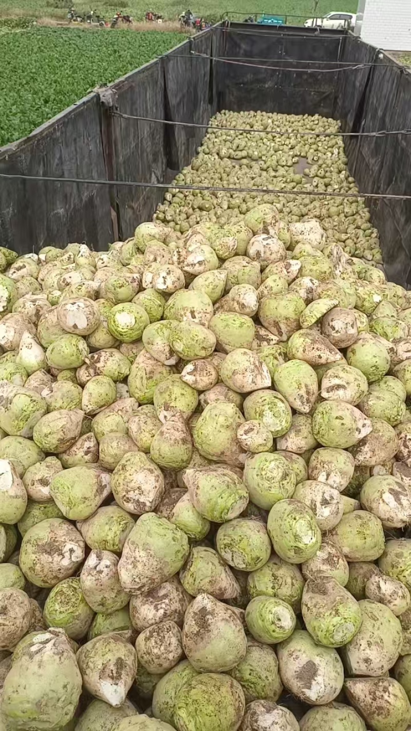 芥菜头\现挖现卖\山西吕梁文水县大量上市\对接全国采购商
