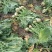 芥菜头\现挖现卖\山西吕梁文水县大量上市\对接全国采购商