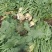 芥菜头\现挖现卖\山西吕梁文水县大量上市\对接全国采购商