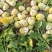 芥菜头\新鲜芥菜头\山西吕梁文水县大量上市\对接各大市场