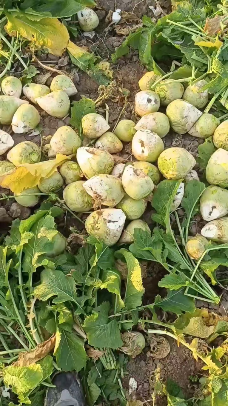 芥菜头\新鲜芥菜头\山西吕梁文水县大量上市\对接各大市场