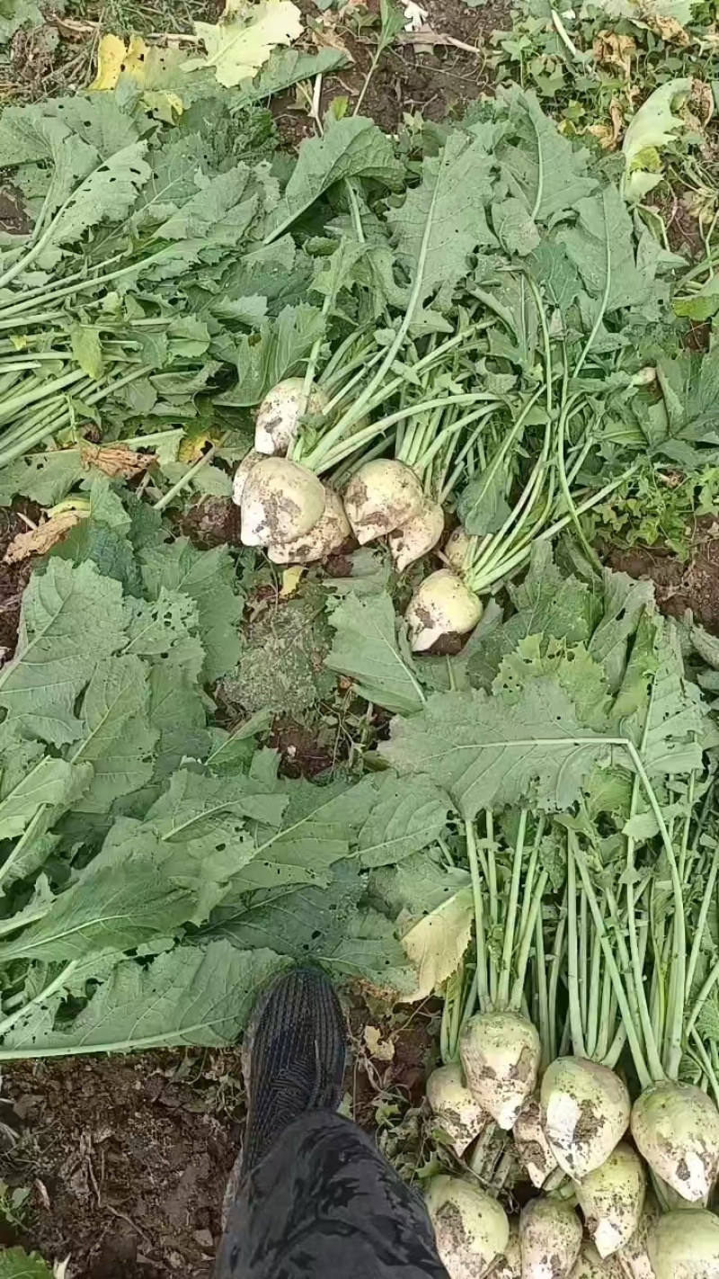芥菜头\新鲜芥菜头\山西吕梁文水县大量上市\对接各大市场
