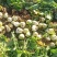 芥菜头\新鲜芥菜头\山西吕梁文水县大量上市\对接各大市场