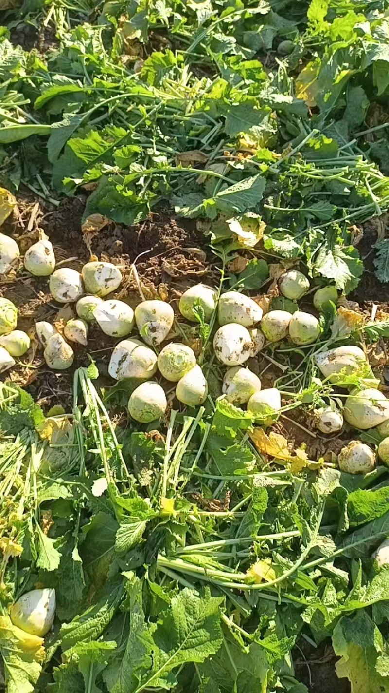 芥菜头\新鲜芥菜头\山西吕梁文水县大量上市\对接各大市场