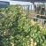 芥菜头\新鲜芥菜头\山西吕梁文水县大量上市\对接各大市场