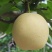 纸袋黄冠梨，质量好，价格低，有需要的老板可联系