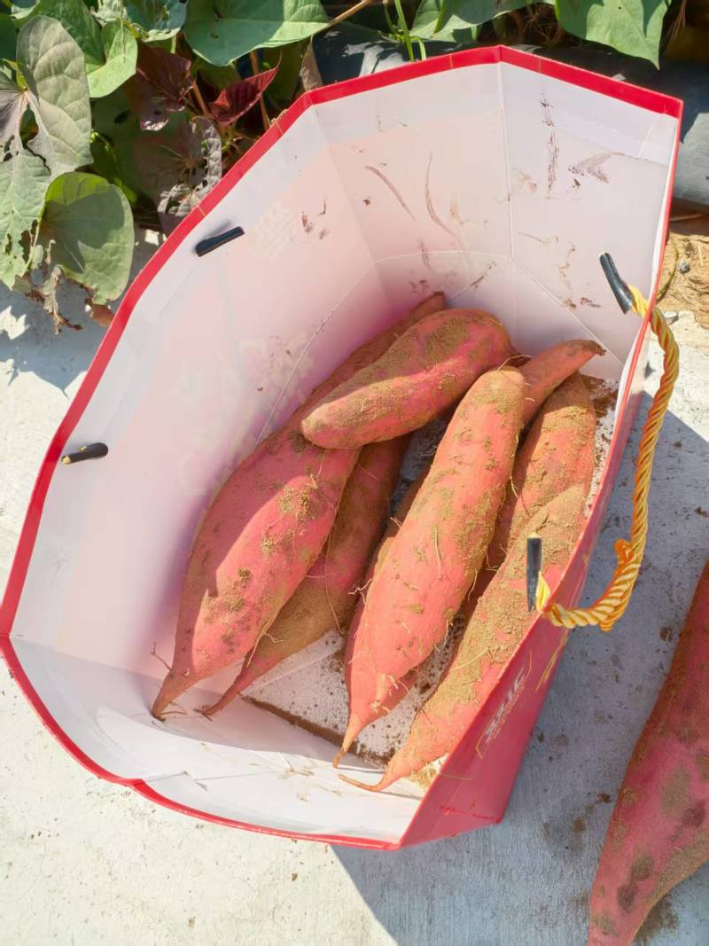 河南安阳西瓜红红薯大量接单产地直发量大从优欢迎来电