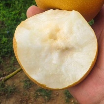 晚秋富硒梨基地直销保质保量实力代发收皮薄多汁