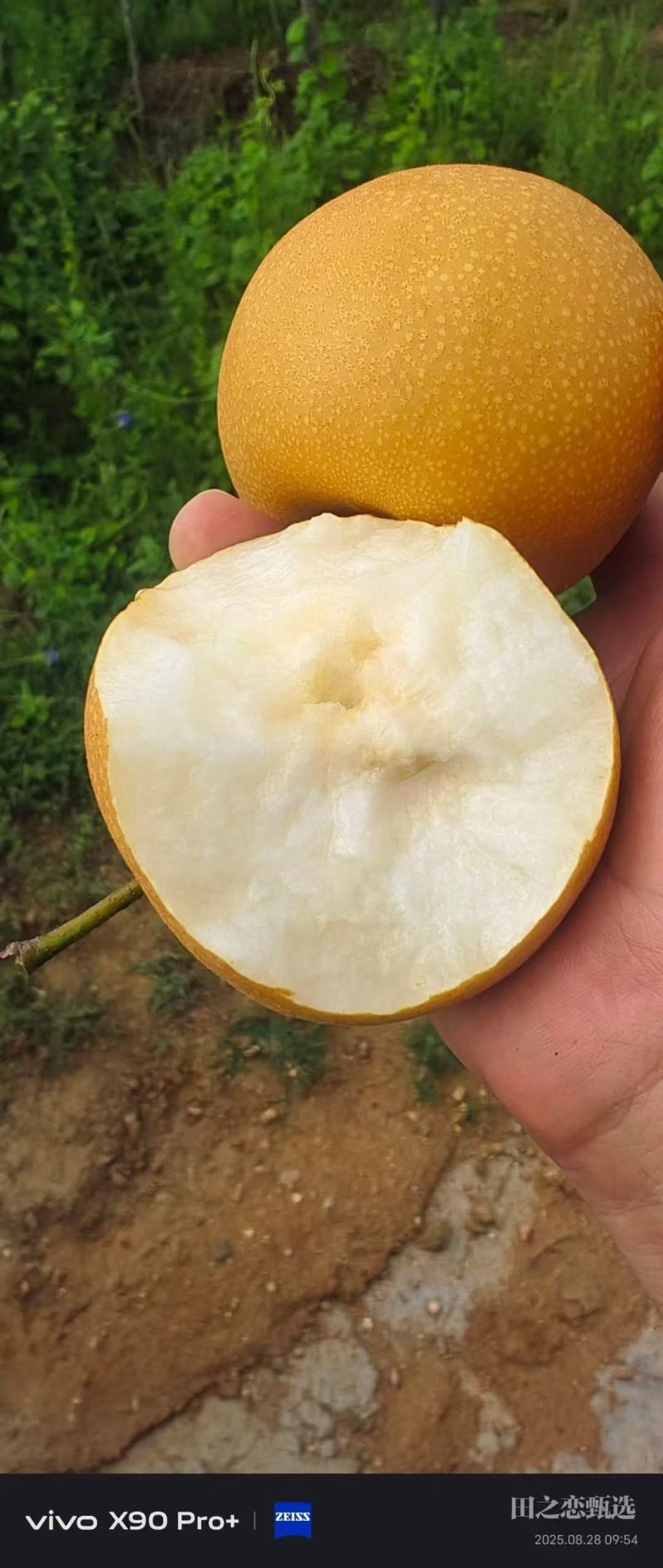 晚秋富硒梨基地直销保质保量实力代发收皮薄多汁
