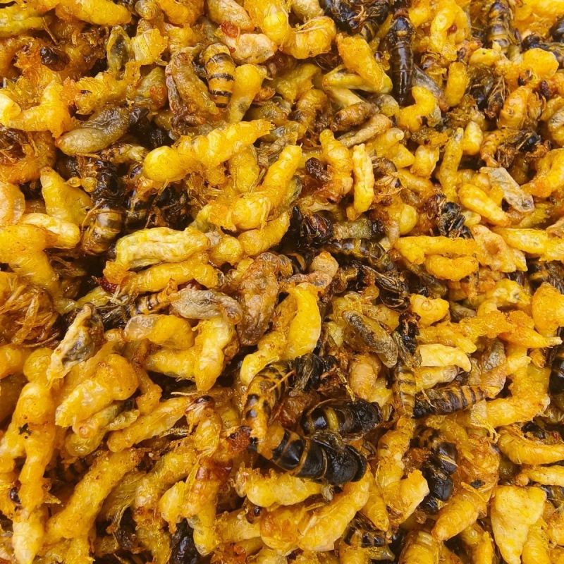 油炸蜂蛹树蜂蜂蛹，精品树蜂蜂蛹统货都有现货欢迎咨询