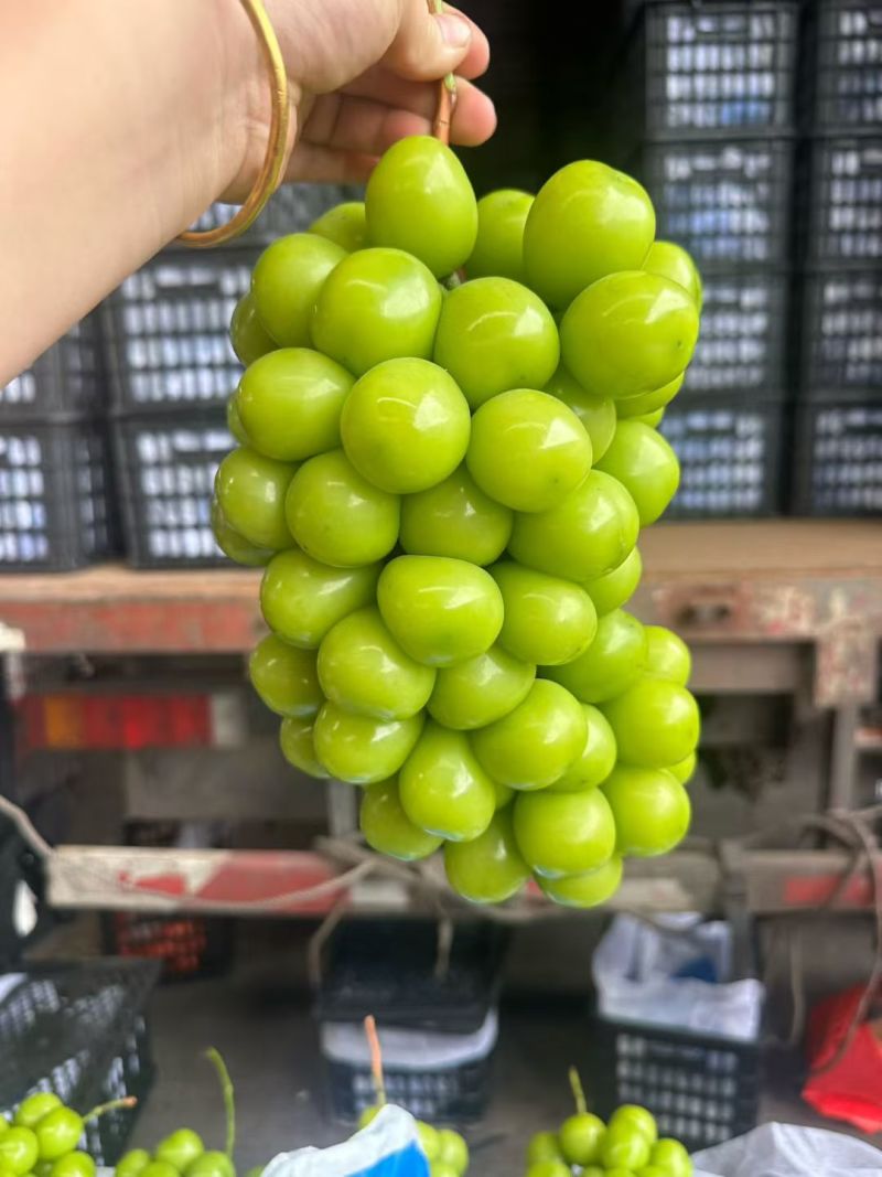 阳光玫瑰颗粒饱满。硬度高，串型美观。电商供商超批发市场