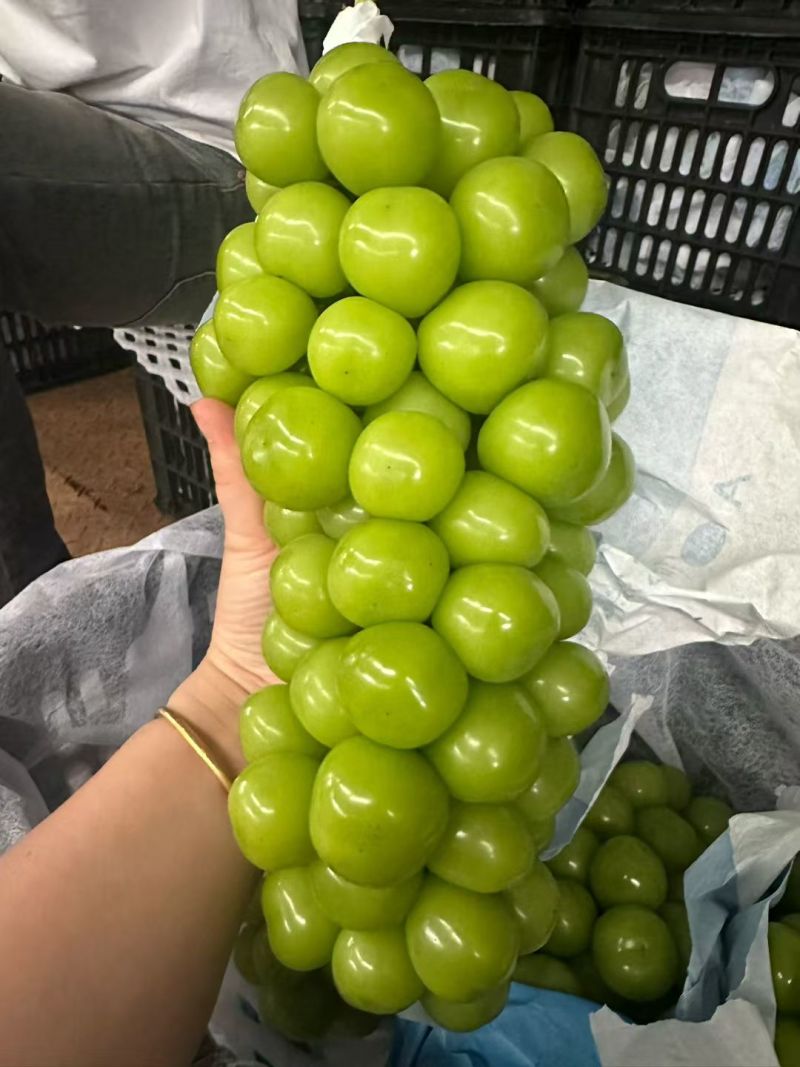 阳光玫瑰颗粒饱满。硬度高，串型美观。电商供商超批发市场