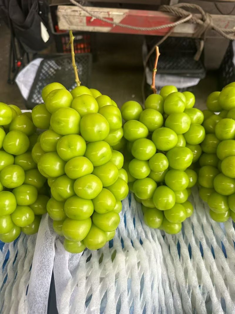 阳光玫瑰颗粒饱满。硬度高，串型美观。电商供商超批发市场