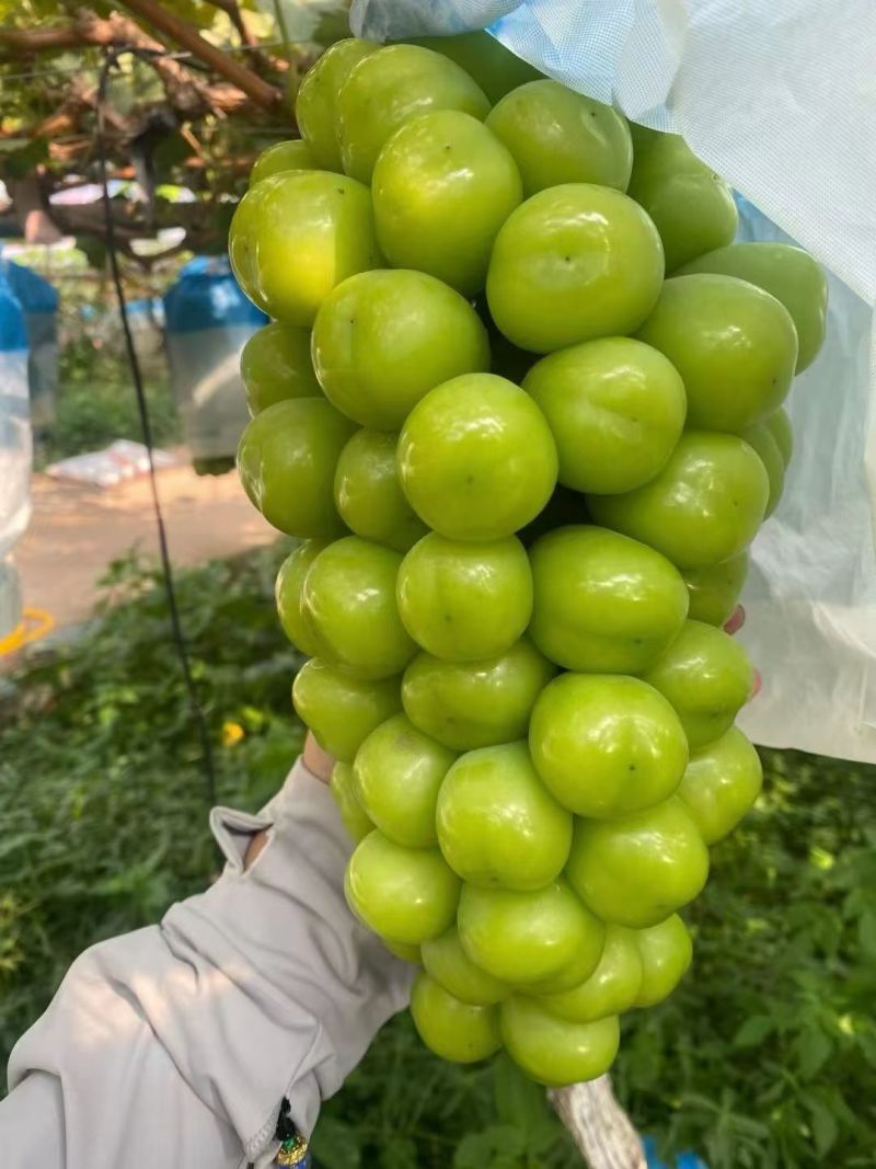 阳光玫瑰颗粒饱满。硬度高，串型美观。电商供商超批发市场