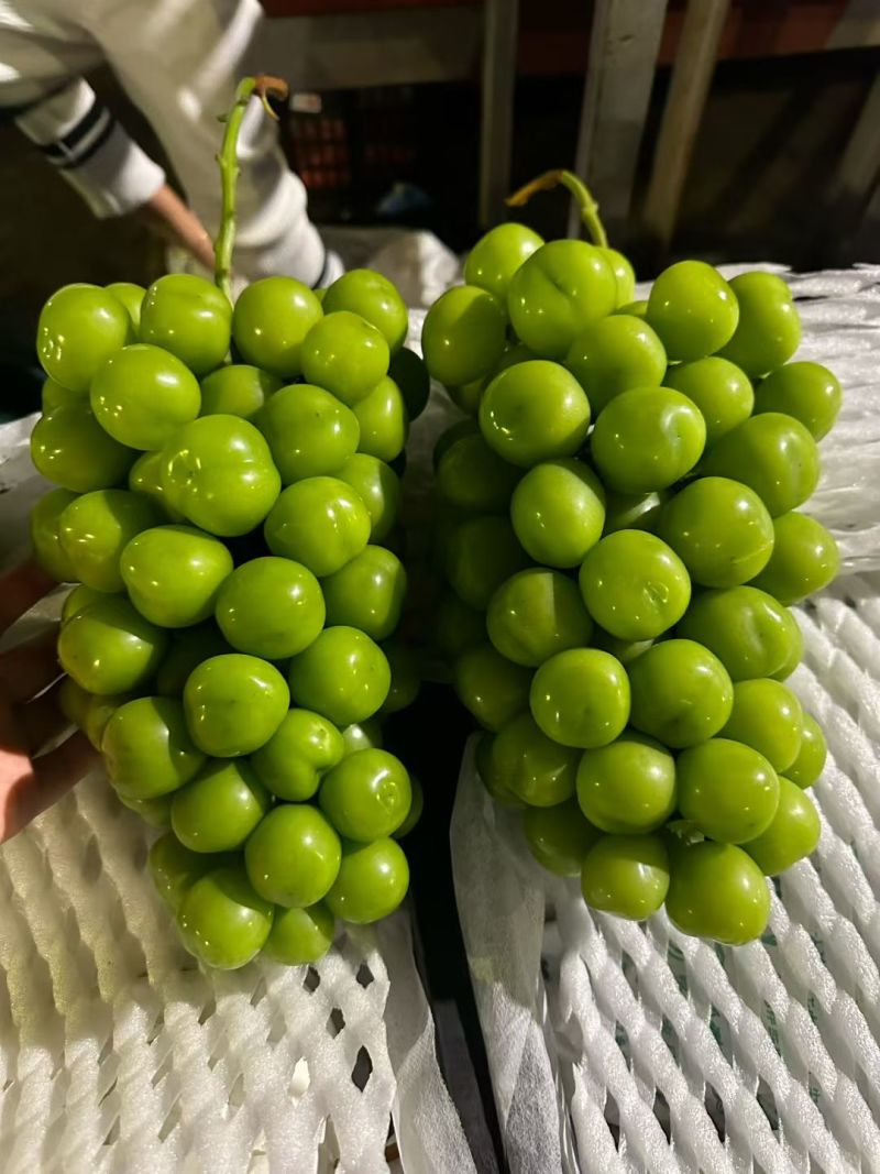 阳光玫瑰颗粒饱满。硬度高，串型美观。电商供商超批发市场