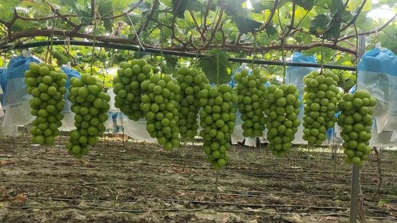 阳光玫瑰颗粒饱满。硬度高，串型美观。电商供商超批发市场