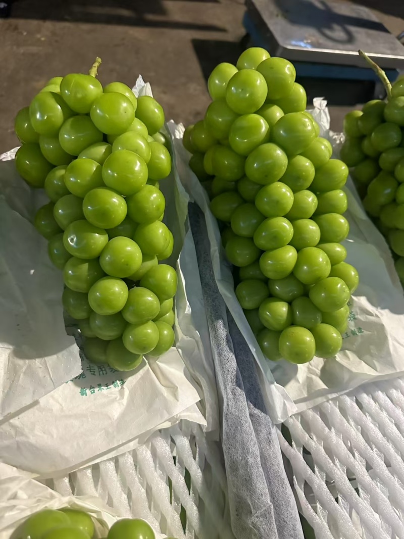 阳光玫瑰颗粒饱满。硬度高，串型美观。电商供商超批发市场