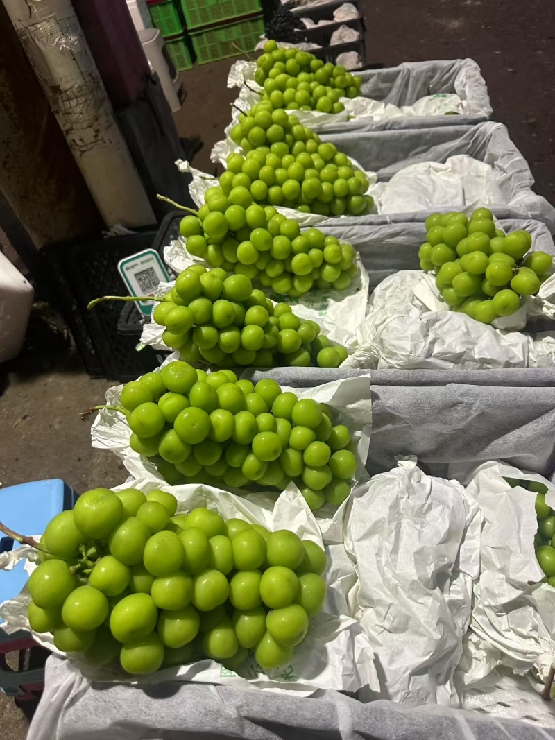 阳光玫瑰颗粒饱满。硬度高，串型美观。电商供商超批发市场