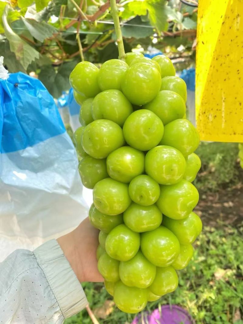 阳光玫瑰颗粒饱满。硬度高，串型美观。电商供商超批发市场