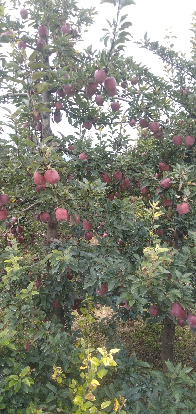 花牛苹果