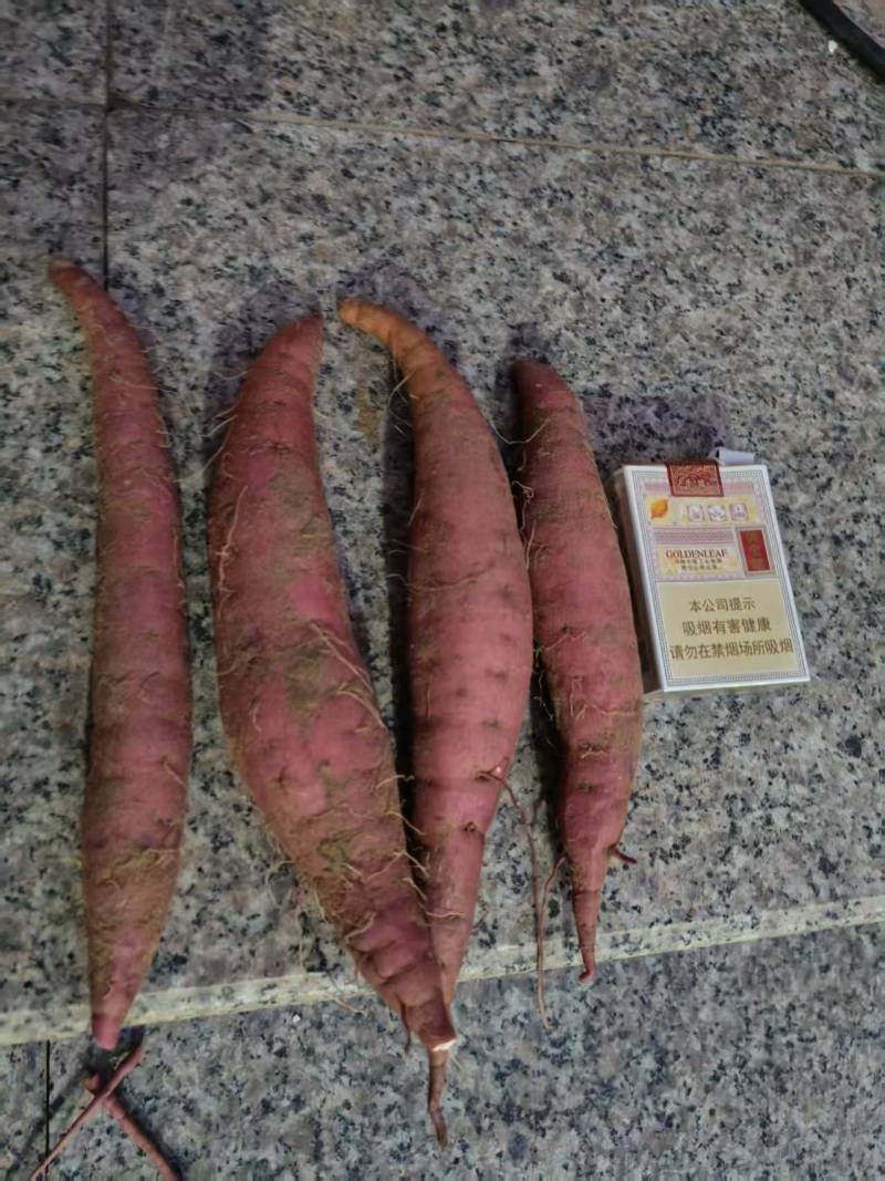 河南现挖现发沙地西瓜红蜜薯品质保证诚信合作欢迎下单