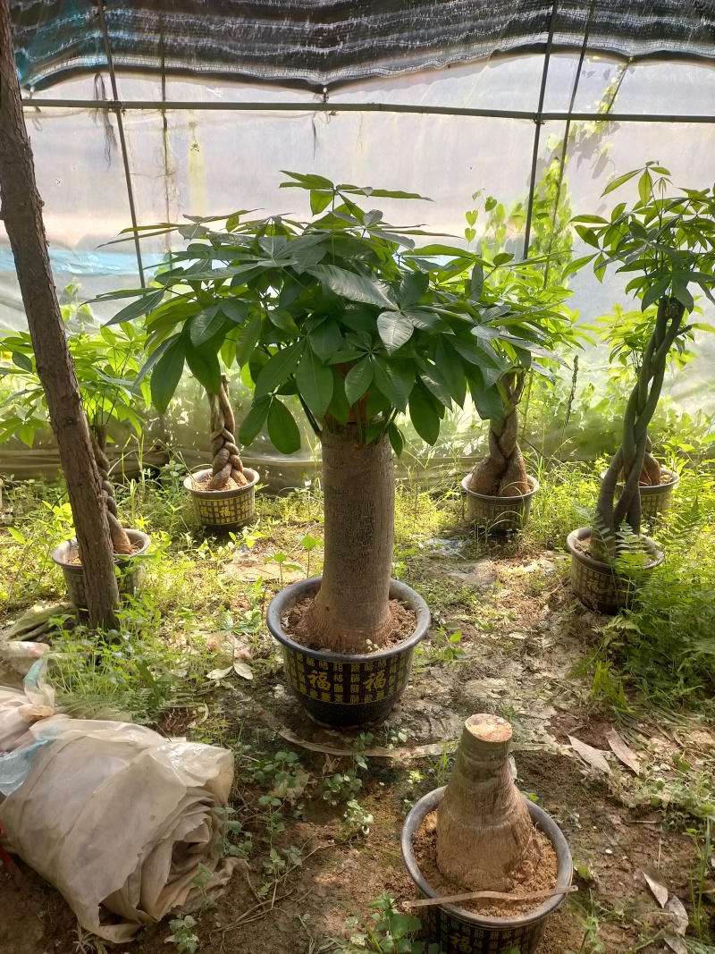 发财树盆景