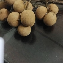 大量草埔龙眼成熟