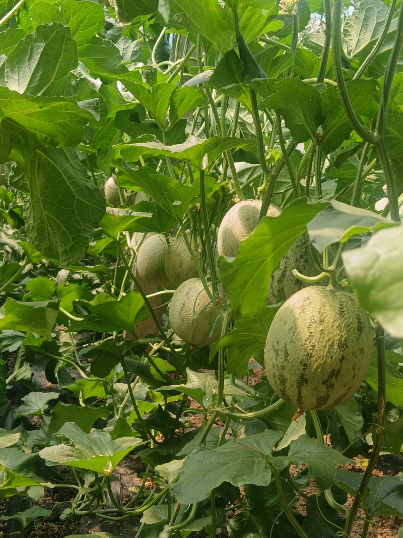 批发西州密25瓜，牛三瓜