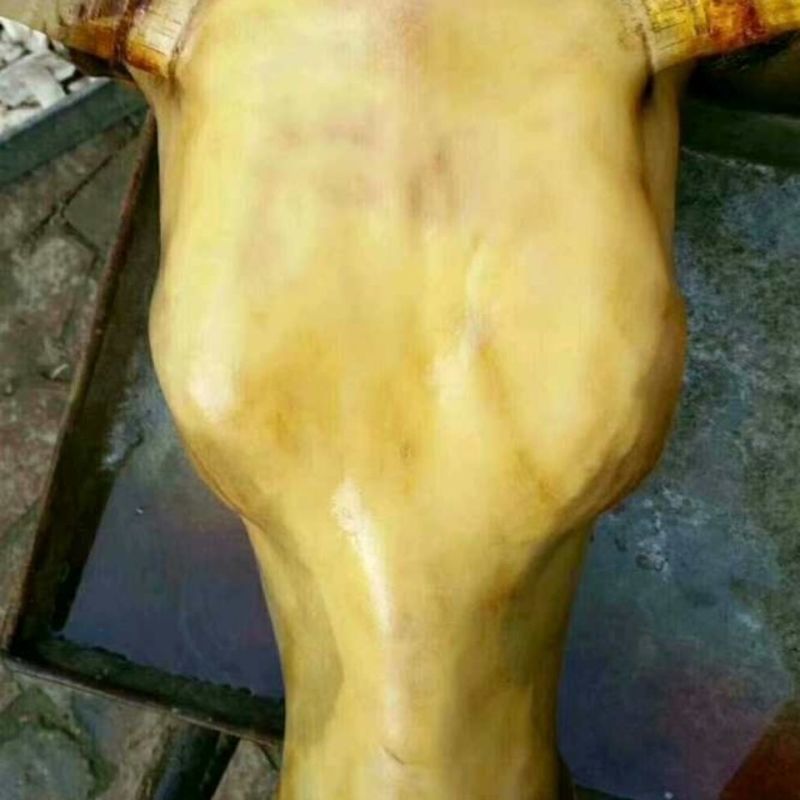 山东生牛头精修去油去淋巴，处理干净，量大从优，欢迎来电