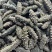 长海县海参