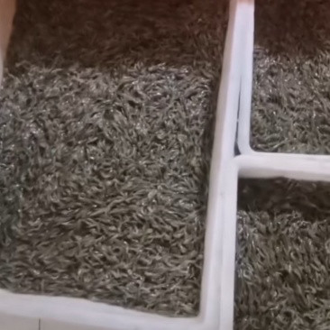 河虾