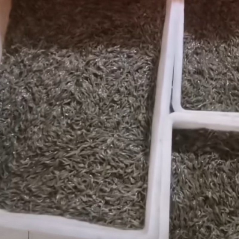 河虾