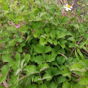 野生茅梅种子红梅消中草药三月泡根蛇泡簕托盘秧一年生草本植