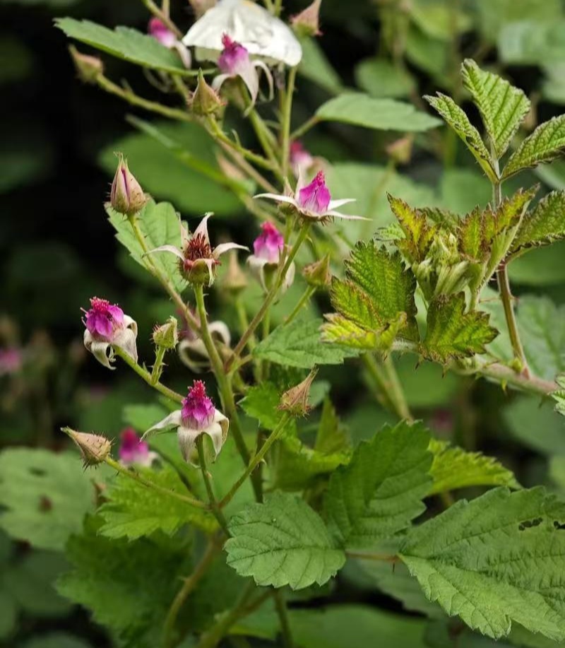 野生茅梅种子红梅消中草药三月泡根蛇泡簕托盘秧一年生草本植