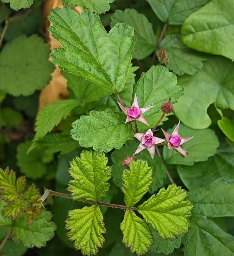 野生茅梅种子红梅消中草药三月泡根蛇泡簕托盘秧一年生草本植