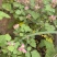 野生茅梅种子红梅消中草药三月泡根蛇泡簕托盘秧一年生草本植