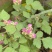 野生茅梅种子红梅消中草药三月泡根蛇泡簕托盘秧一年生草本植