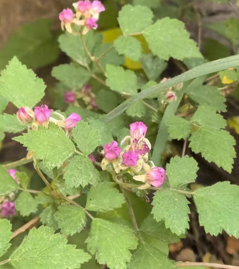 野生茅梅种子红梅消中草药三月泡根蛇泡簕托盘秧一年生草本植