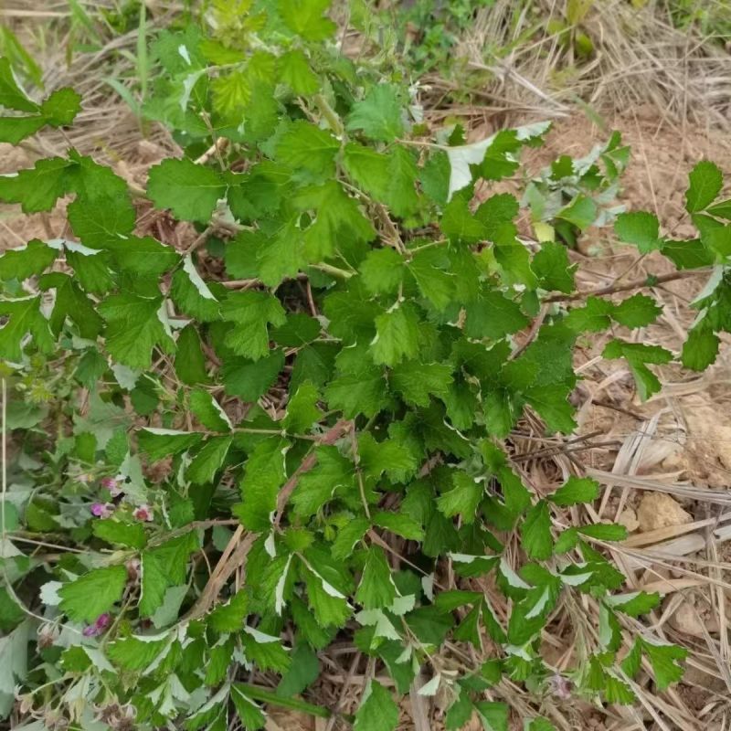 野生茅梅种子红梅消中草药三月泡根蛇泡簕托盘秧一年生草本植