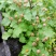 野生茅梅种子红梅消中草药三月泡根蛇泡簕托盘秧一年生草本植