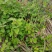 野生茅梅种子红梅消中草药三月泡根蛇泡簕托盘秧一年生草本植