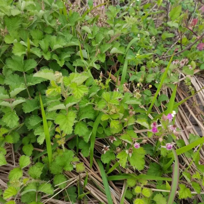 野生茅梅种子红梅消中草药三月泡根蛇泡簕托盘秧一年生草本植